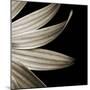 Sepia Petals on Black-Tom Quartermaine-Mounted Giclee Print