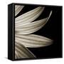 Sepia Petals on Black-Tom Quartermaine-Framed Stretched Canvas