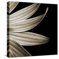 Sepia Petals on Black-Tom Quartermaine-Stretched Canvas