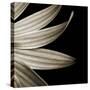 Sepia Petals on Black-Tom Quartermaine-Stretched Canvas