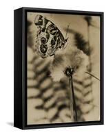 Sepia Photo of Butterfly on a Dandelion-null-Framed Stretched Canvas