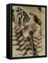 Sepia Photo of Butterfly on a Dandelion-null-Framed Stretched Canvas