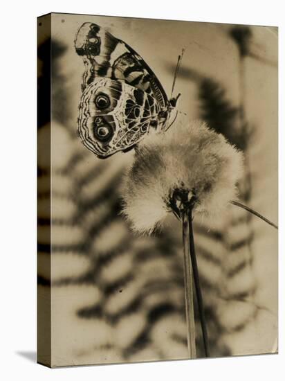 Sepia Photo of Butterfly on a Dandelion-null-Stretched Canvas