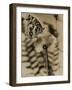Sepia Photo of Butterfly on a Dandelion-null-Framed Photographic Print