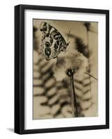 Sepia Photo of Butterfly on a Dandelion-null-Framed Photographic Print