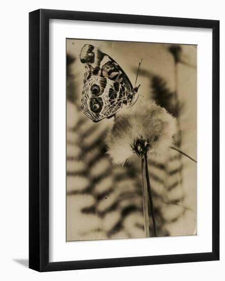 Sepia Photo of Butterfly on a Dandelion-null-Framed Photographic Print