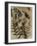 Sepia Photo of Butterfly on a Dandelion-null-Framed Photographic Print
