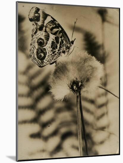 Sepia Photo of Butterfly on a Dandelion-null-Mounted Photographic Print