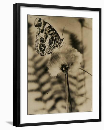 Sepia Photo of Butterfly on a Dandelion-null-Framed Photographic Print