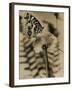 Sepia Photo of Butterfly on a Dandelion-null-Framed Photographic Print