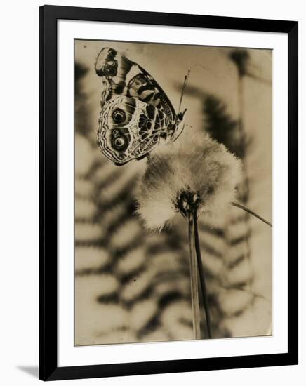 Sepia Photo of Butterfly on a Dandelion-null-Framed Photographic Print