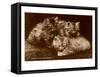 Sepia Photograph of Kittens-null-Framed Stretched Canvas