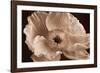 Sepia Poppy I-Cora Niele-Framed Photographic Print