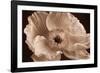 Sepia Poppy I-Cora Niele-Framed Photographic Print