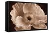 Sepia Poppy I-Cora Niele-Framed Stretched Canvas