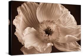 Sepia Poppy I-Cora Niele-Stretched Canvas