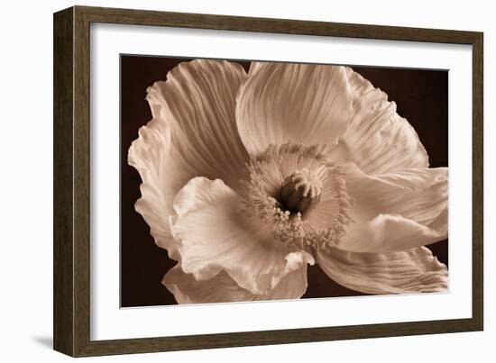 Sepia Poppy I-Cora Niele-Framed Photographic Print