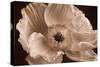 Sepia Poppy I-Cora Niele-Stretched Canvas