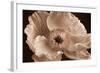 Sepia Poppy I-Cora Niele-Framed Photographic Print