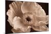 Sepia Poppy I-Cora Niele-Mounted Photographic Print