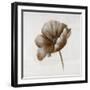 Sepia Poppy I-Drotar Drotar-Framed Giclee Print