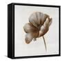 Sepia Poppy I-Drotar Drotar-Framed Stretched Canvas