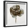 Sepia Poppy II-Drotar Drotar-Framed Giclee Print