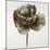 Sepia Poppy II-Drotar Drotar-Mounted Giclee Print