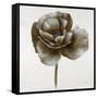 Sepia Poppy II-Drotar Drotar-Framed Stretched Canvas