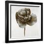 Sepia Poppy II-Drotar Drotar-Framed Giclee Print