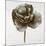 Sepia Poppy II-Drotar Drotar-Mounted Giclee Print