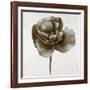 Sepia Poppy II-Drotar Drotar-Framed Giclee Print