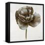 Sepia Poppy II-Drotar Drotar-Framed Stretched Canvas