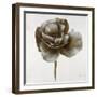 Sepia Poppy II-Drotar Drotar-Framed Giclee Print