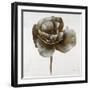 Sepia Poppy II-Drotar Drotar-Framed Giclee Print
