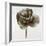 Sepia Poppy II-Drotar Drotar-Framed Giclee Print