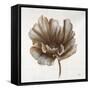 Sepia Poppy III-Drotar Drotar-Framed Stretched Canvas