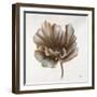 Sepia Poppy III-Drotar Drotar-Framed Giclee Print