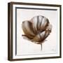 Sepia Poppy IV-Drotar Drotar-Framed Giclee Print