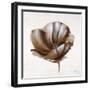 Sepia Poppy IV-Drotar Drotar-Framed Giclee Print