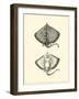 Sepia Rays-Vision Studio-Framed Art Print