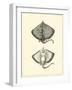 Sepia Rays-Vision Studio-Framed Art Print