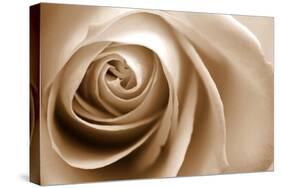Sepia Rose 01-Tom Quartermaine-Stretched Canvas