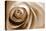Sepia Rose 01-Tom Quartermaine-Stretched Canvas