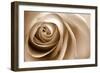 Sepia Rose 01-Tom Quartermaine-Framed Giclee Print