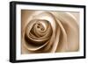 Sepia Rose 01-Tom Quartermaine-Framed Giclee Print