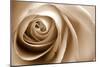 Sepia Rose 01-Tom Quartermaine-Mounted Giclee Print