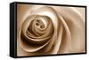 Sepia Rose 01-Tom Quartermaine-Framed Stretched Canvas