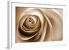 Sepia Rose 01-Tom Quartermaine-Framed Giclee Print