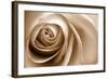 Sepia Rose 01-Tom Quartermaine-Framed Giclee Print